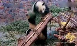 吃奶头视频,揭秘育儿过程中的温馨瞬间