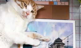 猫视频,猫视频里的趣味瞬间